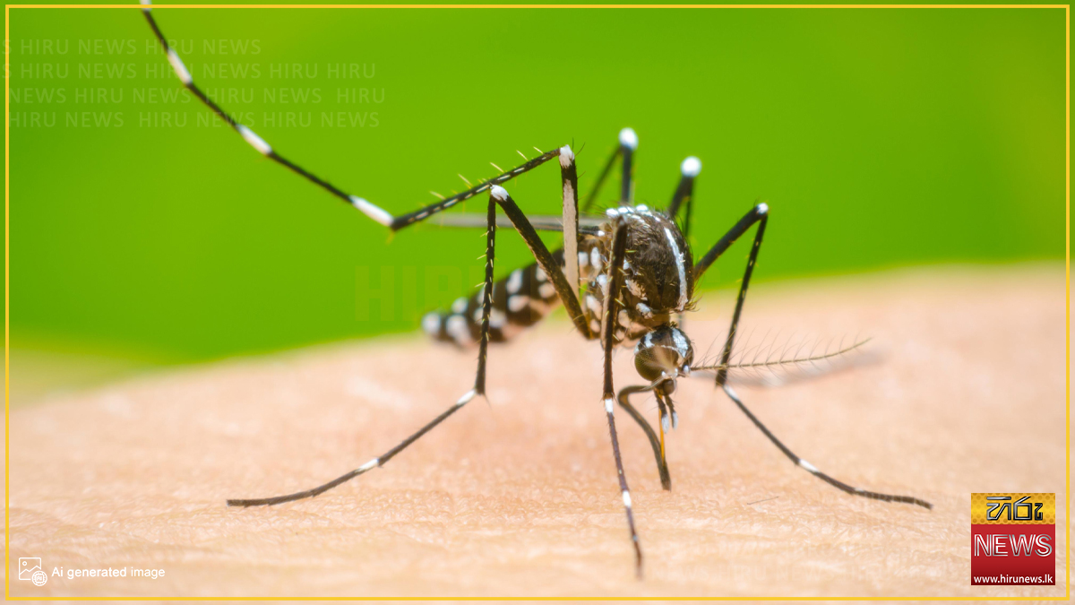 දෛනික ඩෙංගු රෝගීන්ගේ අඩුවීමක්
