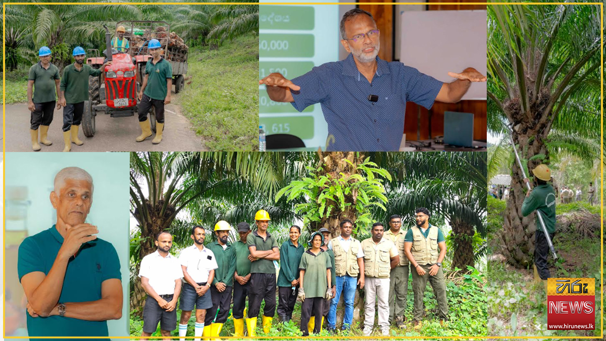 Southern oil palm areas challenge environmental myths