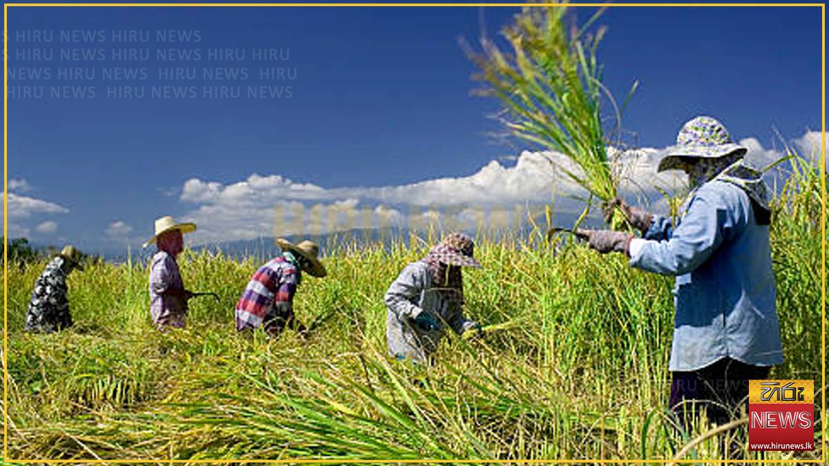 Paddy procurement reaches 33,666 MT since June 13