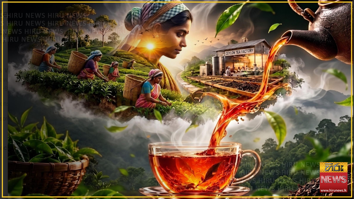 Ceylon tea export earnings decline 5.69% in 1H