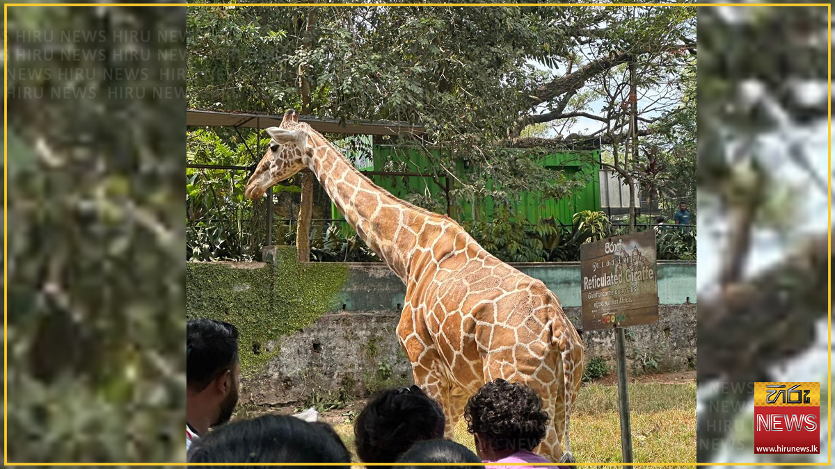 දෙහිවල සත්වෝද්‍යානයේ එකම ජිරාෆ් සත්වයා මියයයි