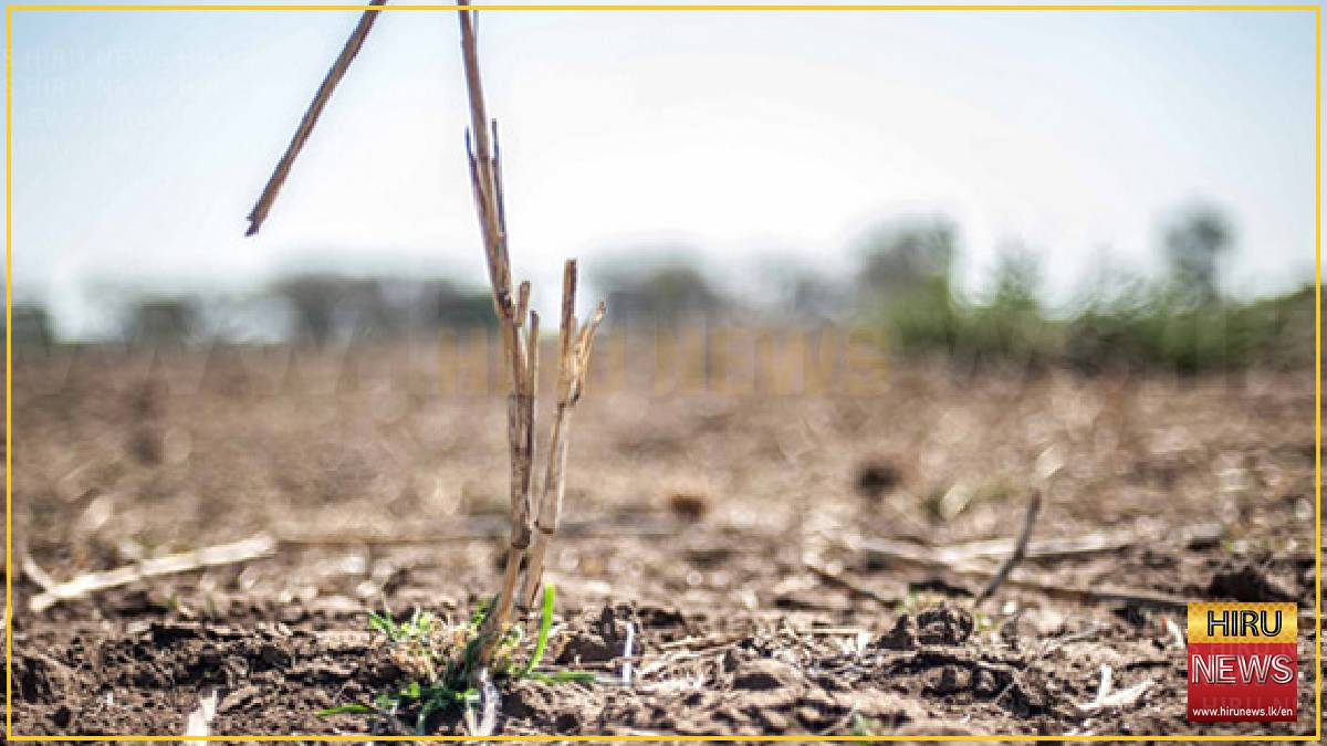 Drought affects more than 81,000 people across seven districts