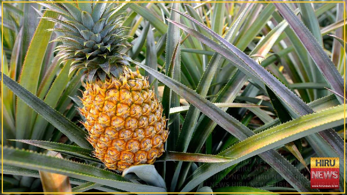 Fresh Sri Lankan pineapples reach Pakistani market for the first time