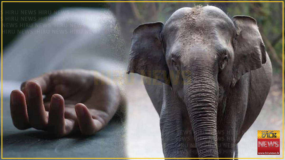 මැදවච්චිය - පුල්එළිය ප්‍රදේශයේදී වනඅලි ප්‍රහාරයකින් පුද්ගලයෙක් මරුට