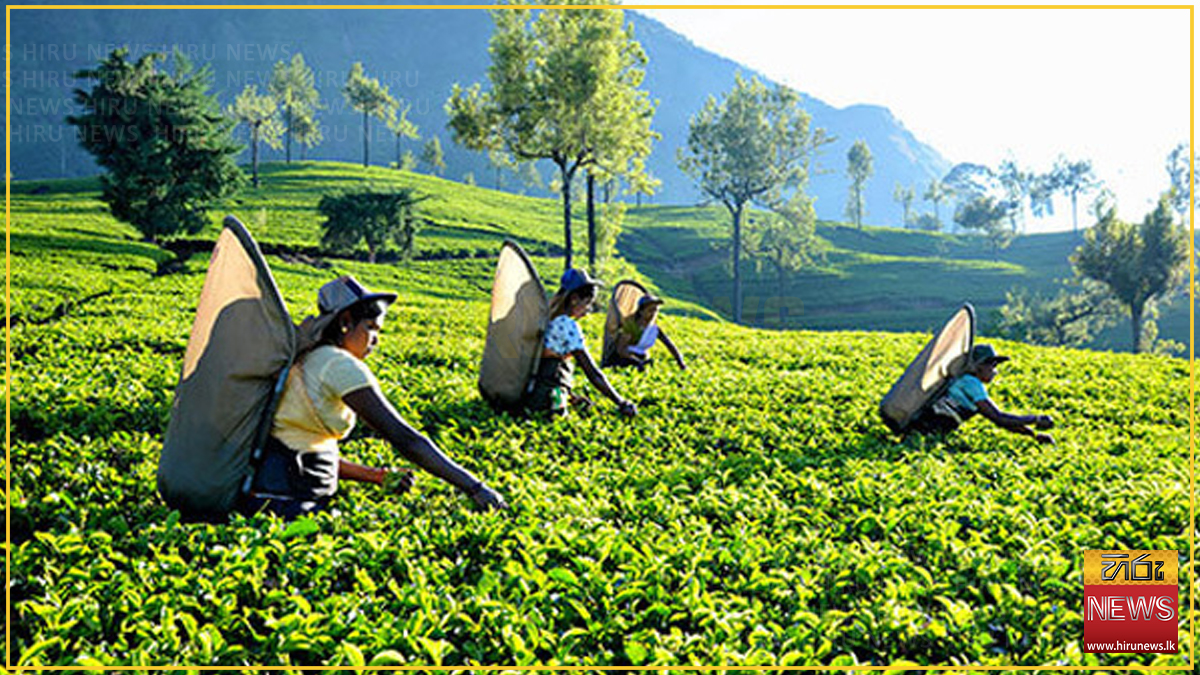 ජූලි මාසයේ තේ නිෂ්පාදනය 1%කින් පහළට - පළමු මාස හතේ සමස්ත අස්වැන්නත් පහළට: ෆෝබ්ස් සහ වෝකර් වාර්තා