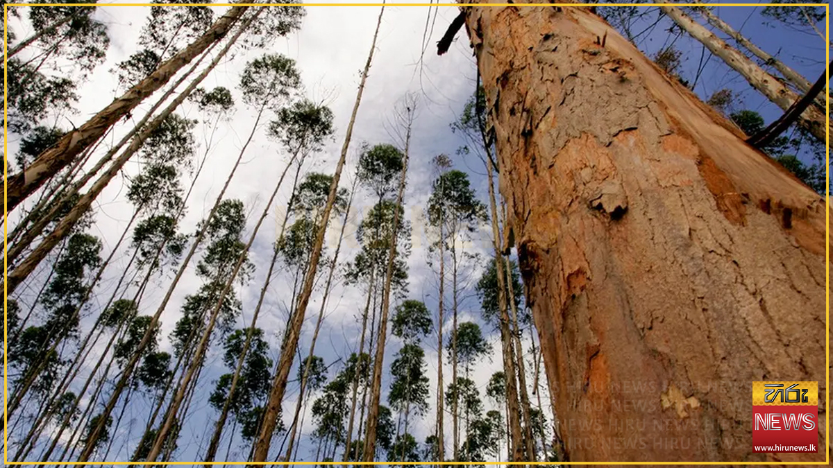 යූකැලිප්ටිස් ගසක අතු කපමින් සිටියදී බිමට වැටුණු අයෙක් මරුට