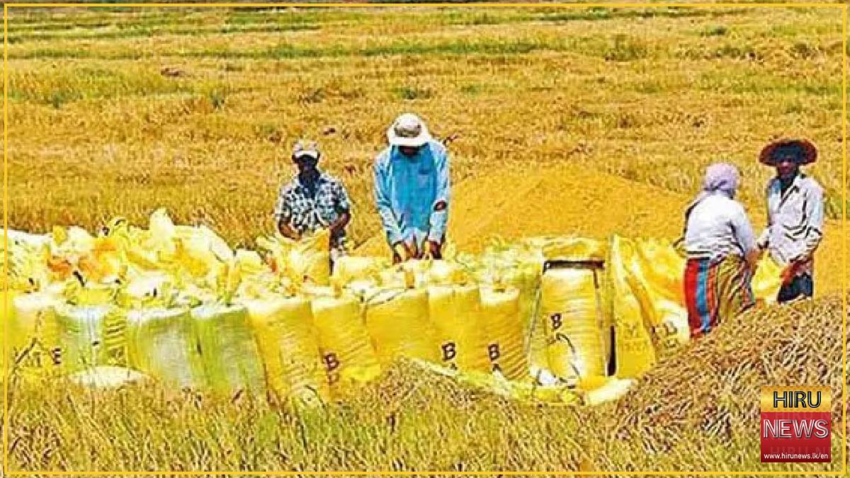 Sri Lanka backs 7.5 billion rupee loan plan for paddy purchasing