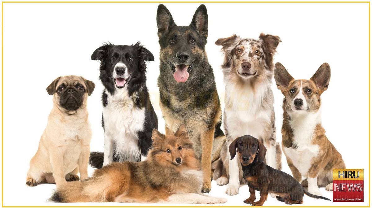 International Dog Day marked today