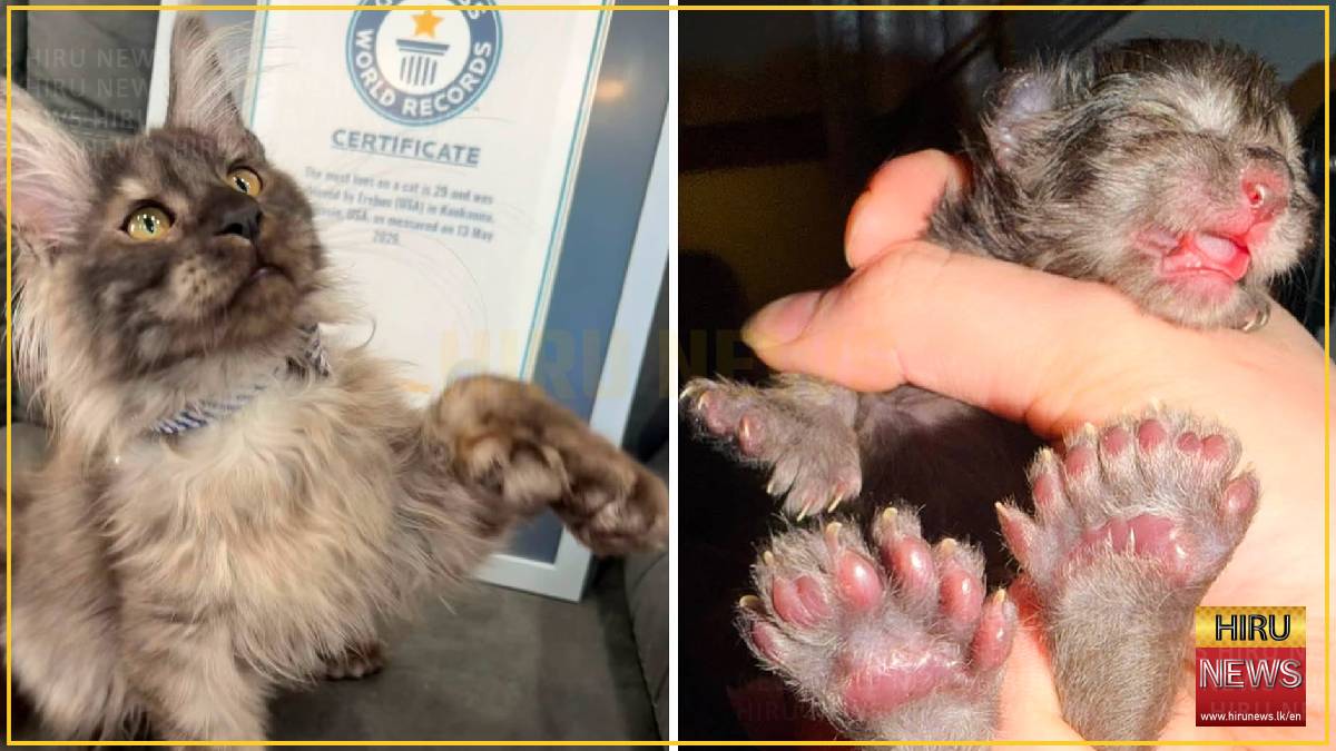 29-toed Wisconsin kitten sets new feline world record