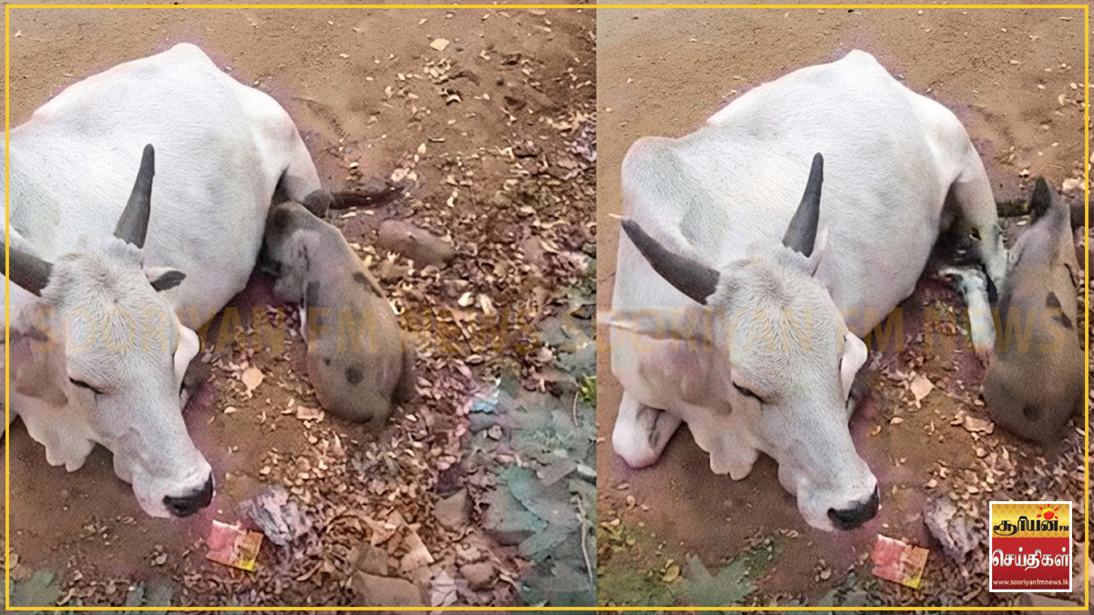 தாய் இழந்த பன்றிக் குட்டிக்கு பால் கொடுத்த பசு – நெகிழ்ச்சியூட்டும் சம்பவம்!