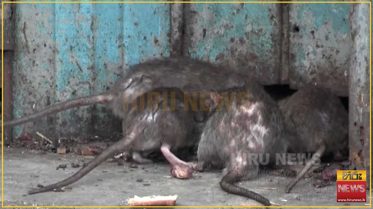 කොළඹ රජ කරන මීයෝ......