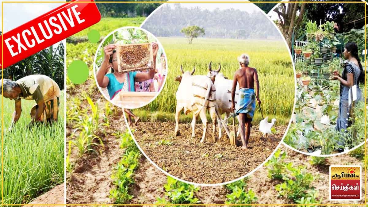 எல் நினோ தாக்கத்தால் விவசாயத்துக்கு பாதிப்பு – குடிநீருக்கு தட்டுப்பாடு ஏற்படுமா?