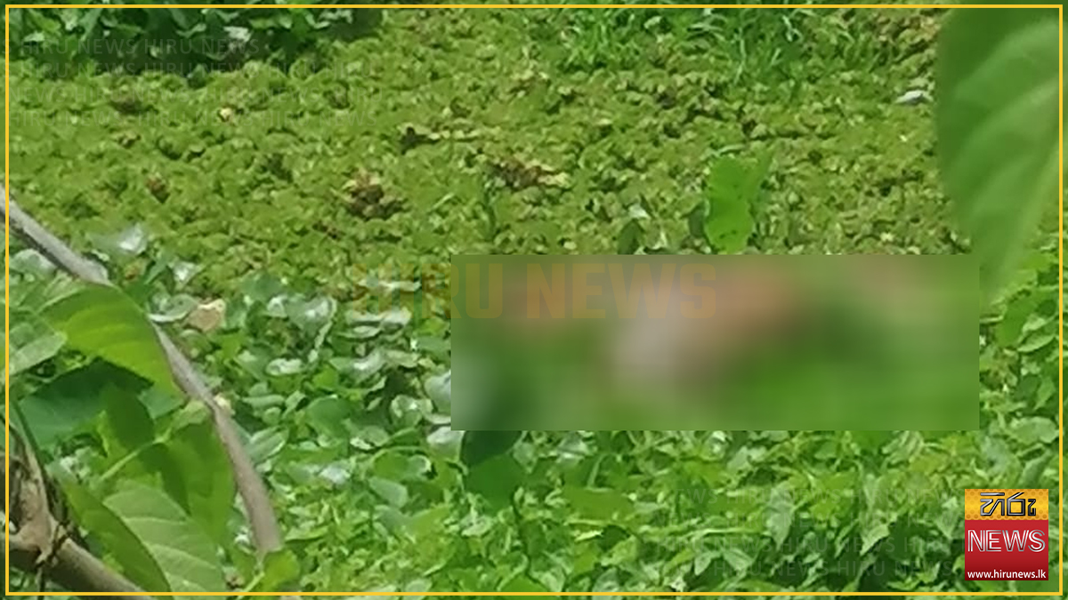 ජීවිකාව ගෙවන්න නෙළුම් මල් කඩන්න ගිය දෙදරු පියාට බෙල්ලන්විලදී අවාසනාවන්ත ඉරණමක්