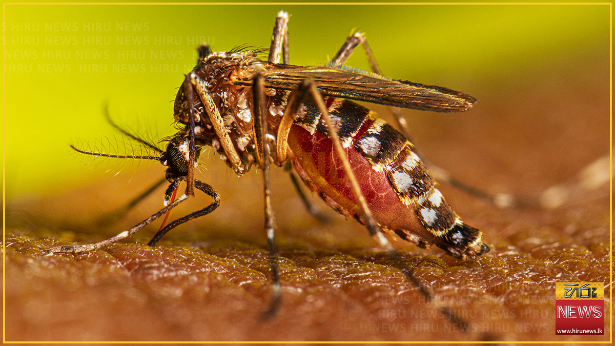 ඩෙංගු ව්‍යාප්තියේ කැපී පෙනෙන අඩුවක්
