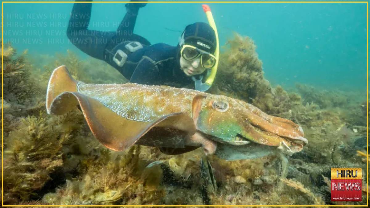Australia usually hosts the world's biggest cuttlefish mating event - not this year