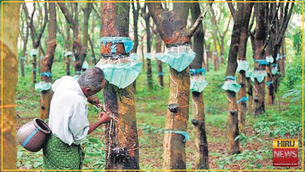 Sri Lanka’s rubber sector faces severe raw material shortages despite export growth