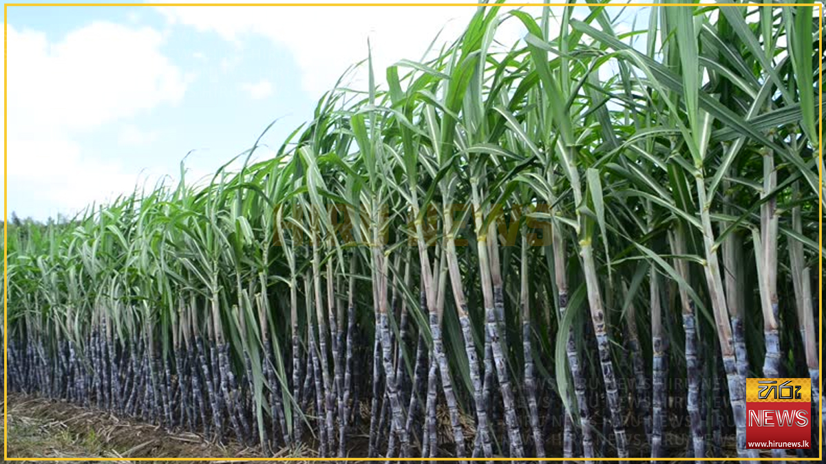බ්‍රසීලය සමග 'ශ්‍රී ලංකාවේ උක් ව්‍යාපෘතිය' ගිවිසුමට කැබිනට් අනුමැතිය