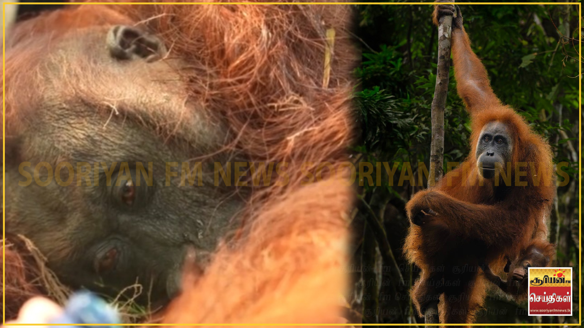 அழிவின் விளிம்பில் அபூர்வ உயிரினங்கள்: இந்தோனேசியாவை உலுக்கும் காட்டுத்தீ!