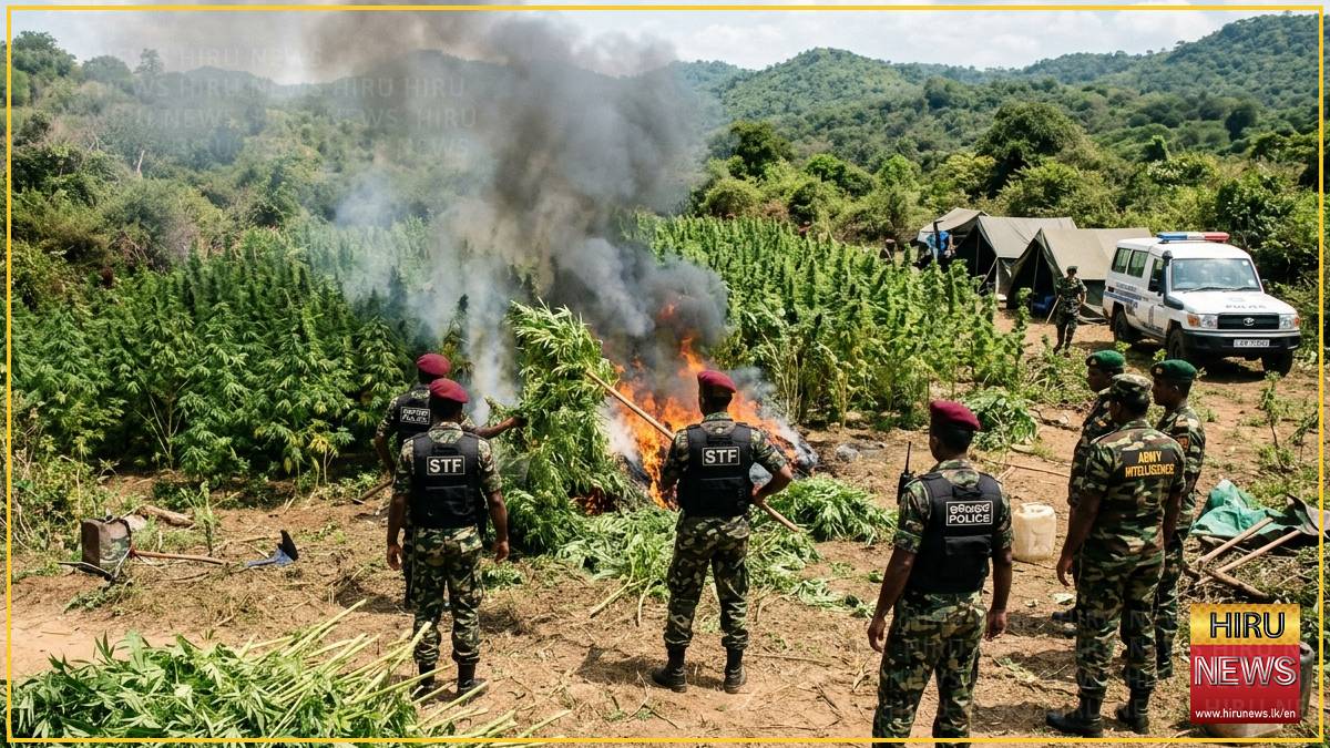 STF destroys Rs. 2m Cannabis plantation in Thanamalwila