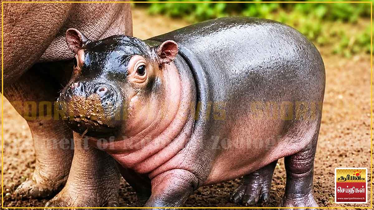 நீர்யானைக்கு பெயர் சூட்ட பொதுமக்களுக்கு வாய்ப்பு!