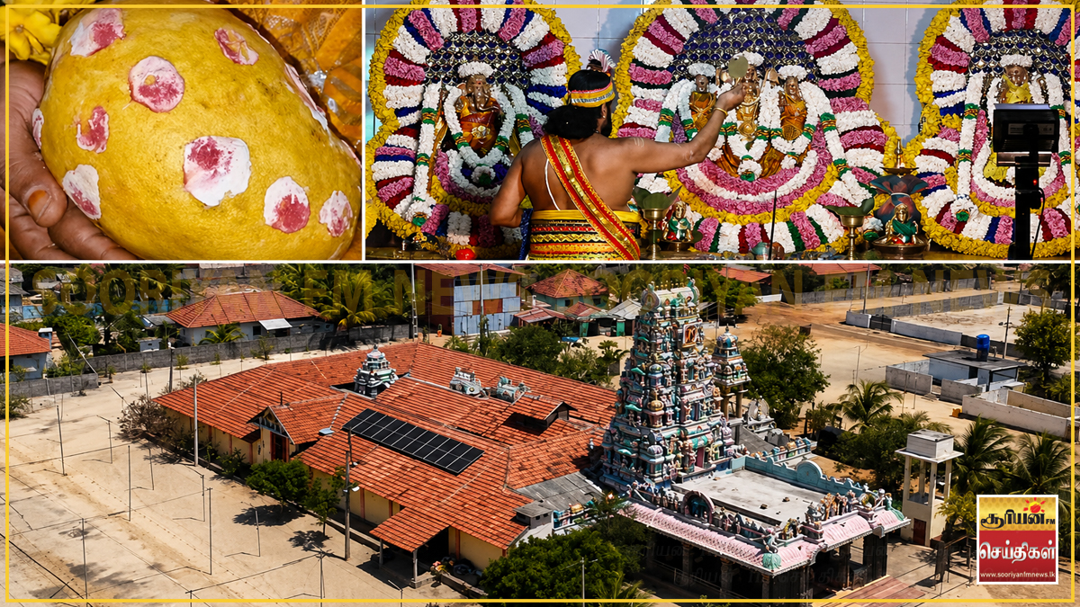 ஒரு மாம்பழம் 11 இலட்சமா? யாழில் நடந்த சுவாரஸ்யமான ஏலம்!
