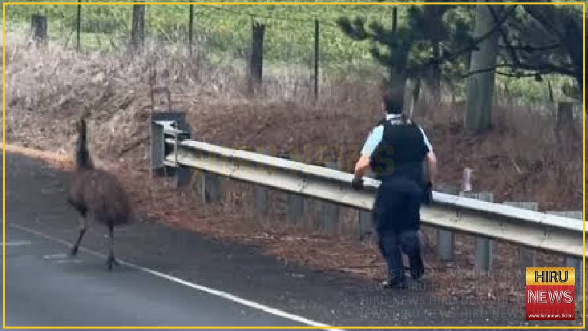 'Catch me if you can'... Emu evades cop