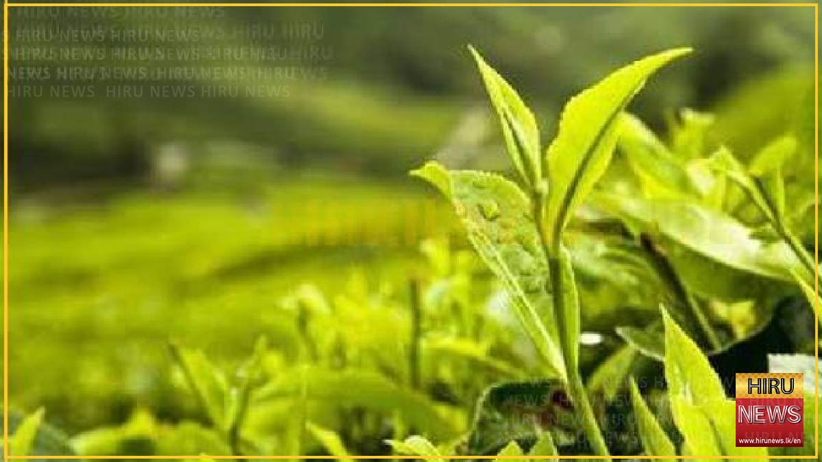 Sri Lanka’s national tea sale average eases in August 2026 