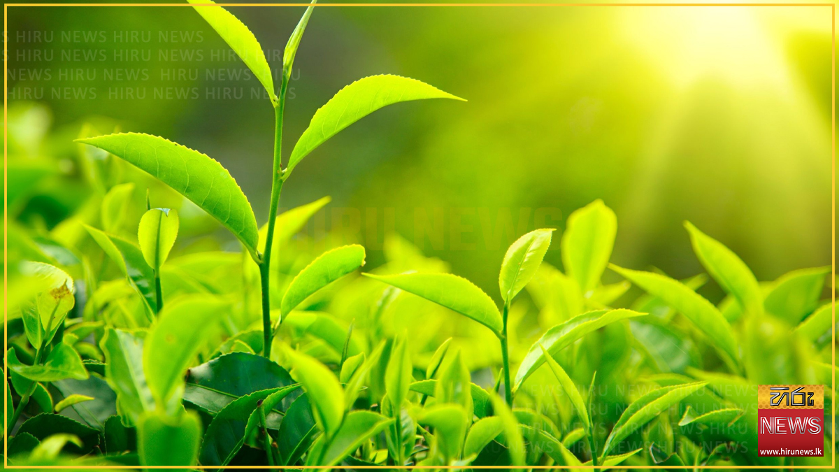 වසරේ මුල් කාලයේ තේ මිල ඉහළ ගියත් අගෝස්තුවේදී නැවතත් පසුබෑමක්