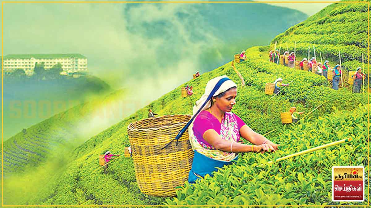 தேயிலை விற்பனையில் மந்தநிலை: அதிரடியாக குறைந்தது தேயிலை விலை