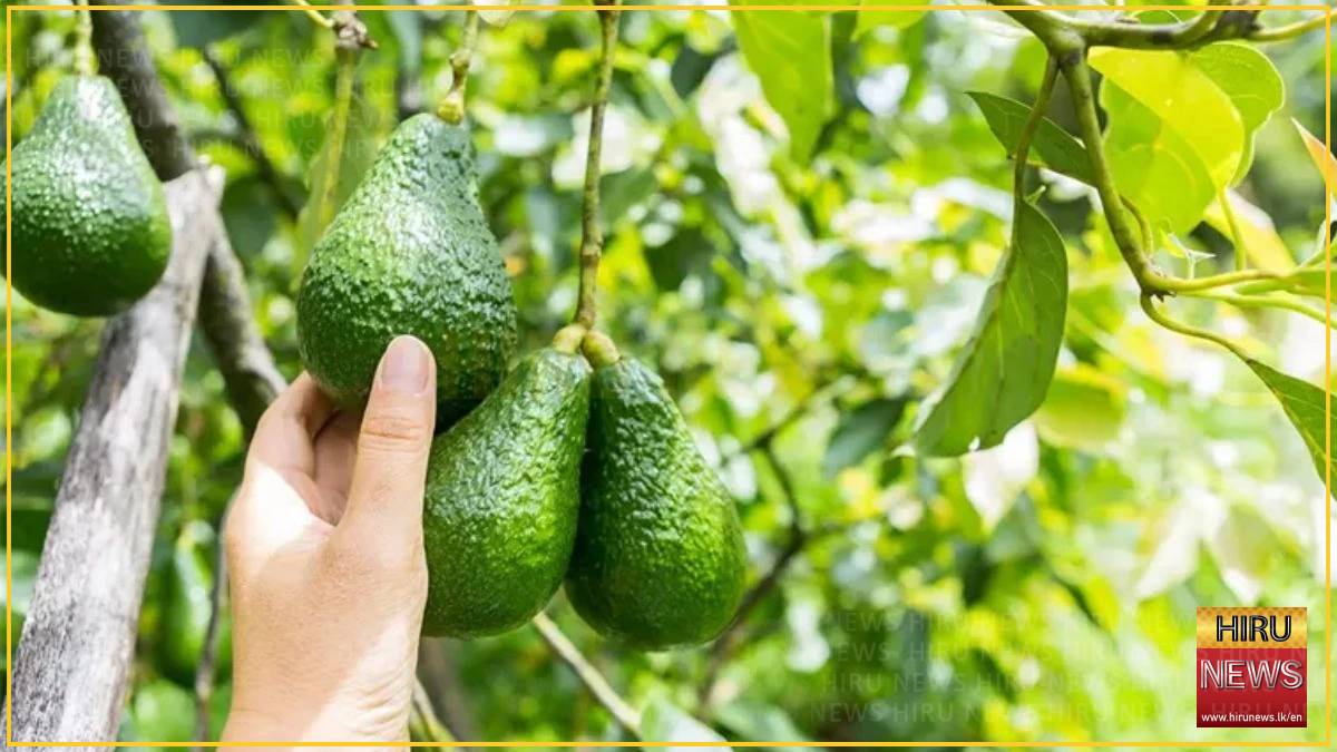 From 'dog fruit' to darling: India's avocado boom