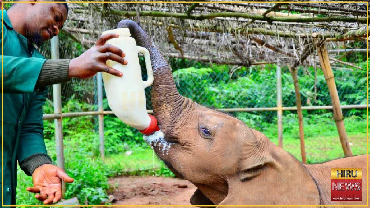 Nigeria’s first elephant rescue saves orphaned calf