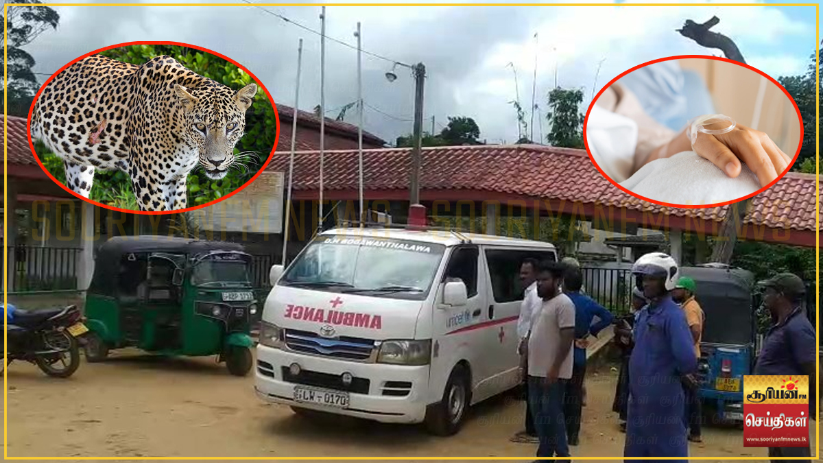 தேயிலைத் தோட்டத்தில் பதற்றம்: சிறுத்தை தாக்கி தோட்டத் தொழிலாளி காயம்!