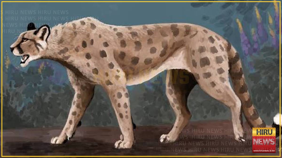 Is the 'American Cheetah', really a Cheetah?