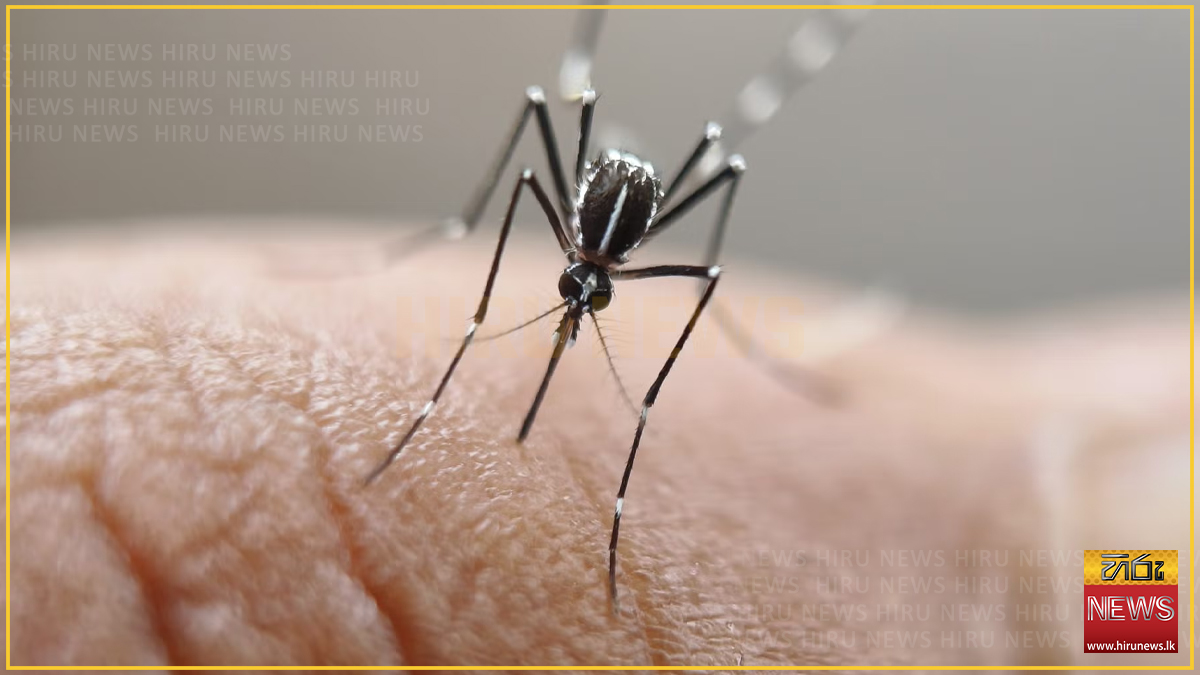 ඩෙංගු මරණ 73 දක්වා ඉහළට