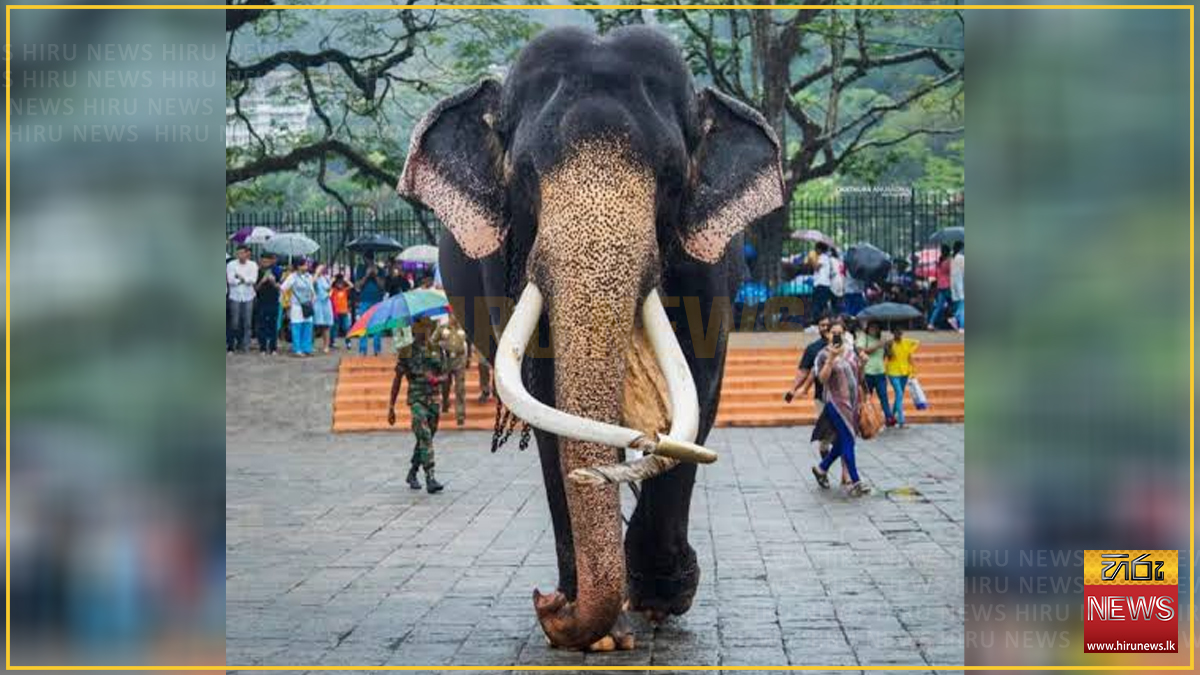 කතරගම 'වාසනා' මින් ඉදිරියට ප්‍රධාන පෙරහර සඳහා පමණක් යොමු කිරීමේ තීරණයක්