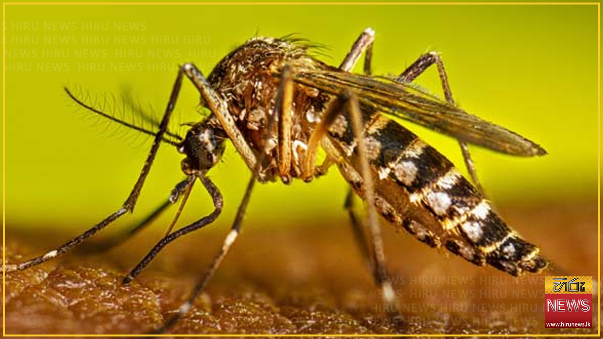 සමස්ත ඩෙංගු රෝගීන් 96,400 ඉක්මවයි