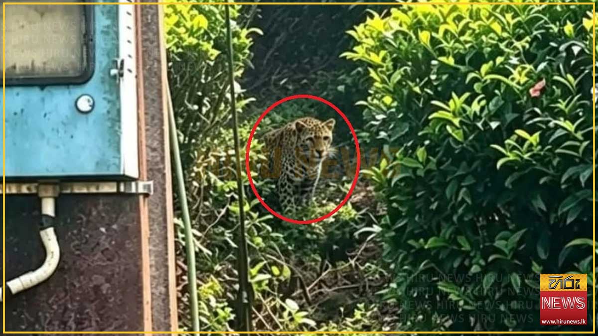 තේ වත්තට දිනපතා එන කඳුකර කොටියා - ඡායාරූපයක් අරන් වතු කම්කරුවා පොලිසියට