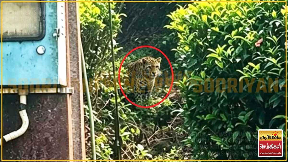 குடியிருப்புகளுக்கு அருகில் உலா வரும் சிறுத்தை – மக்களுக்கு அவசர எச்சரிக்கை