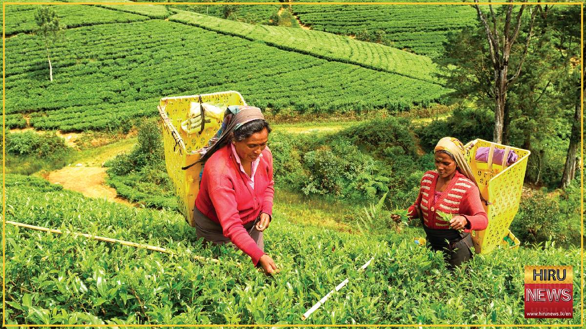 Ceylon Tea Exports Stay Resilient Despite Global Shipping Disruptions