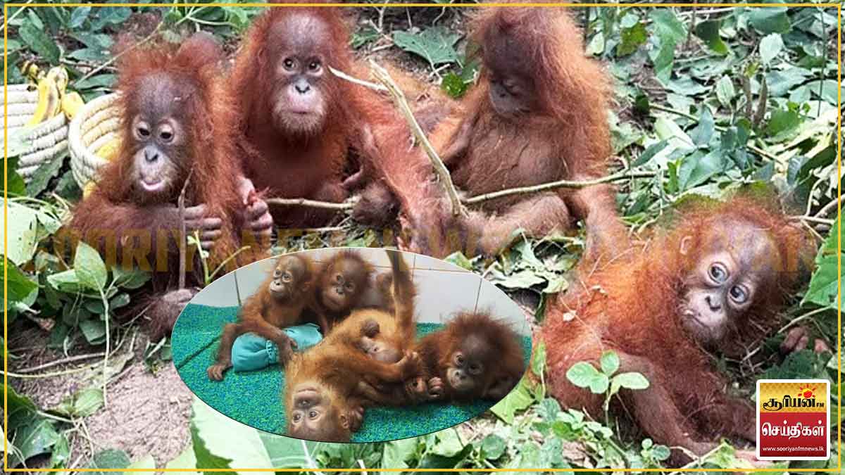 இந்தியாவில் மீட்கப்பட்ட ஒராங்குட்டான்கள்: இந்தோனேசியாவுடன் கூட்டு விசாரணை - வெளிவரும் திடுக்கிடும் உண்மைகள்!