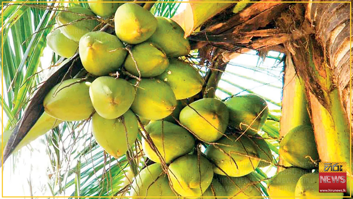 පොල් අස්වැන්නේ අඩුවීමක්
