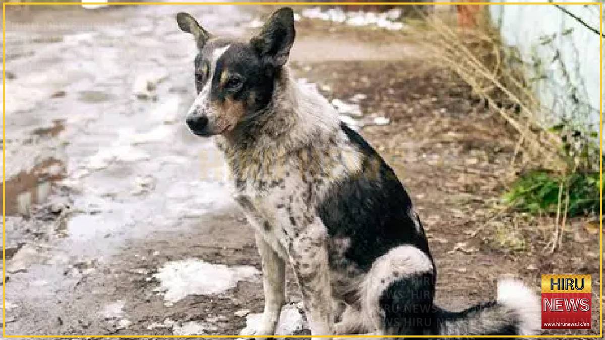 Dogs Linked to 30% of Sri Lanka Road Accidents, Vet Warns