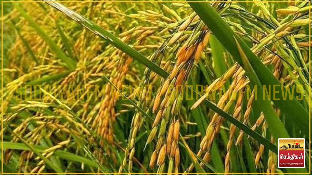 சிறுபோக நெல் கொள்வனவுக்காக மேலதிகமாக ரூ. 2.5 பில்லியன் நிதி ஒதுக்கீடு: அமைச்சரவை அனுமதி