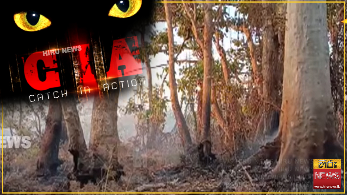 හිරු CIA හෙළිදරව්වෙන් පසු බලධාරීන්ගේ ඇස් ඇරෙයි: විල්පත්තුවේ කුඹුක් ගස් විනාශ කළ පිරිස සෙවීමට පරිසර අමාත්‍යාංශයෙන් කඩිනම් පරීක්ෂණ