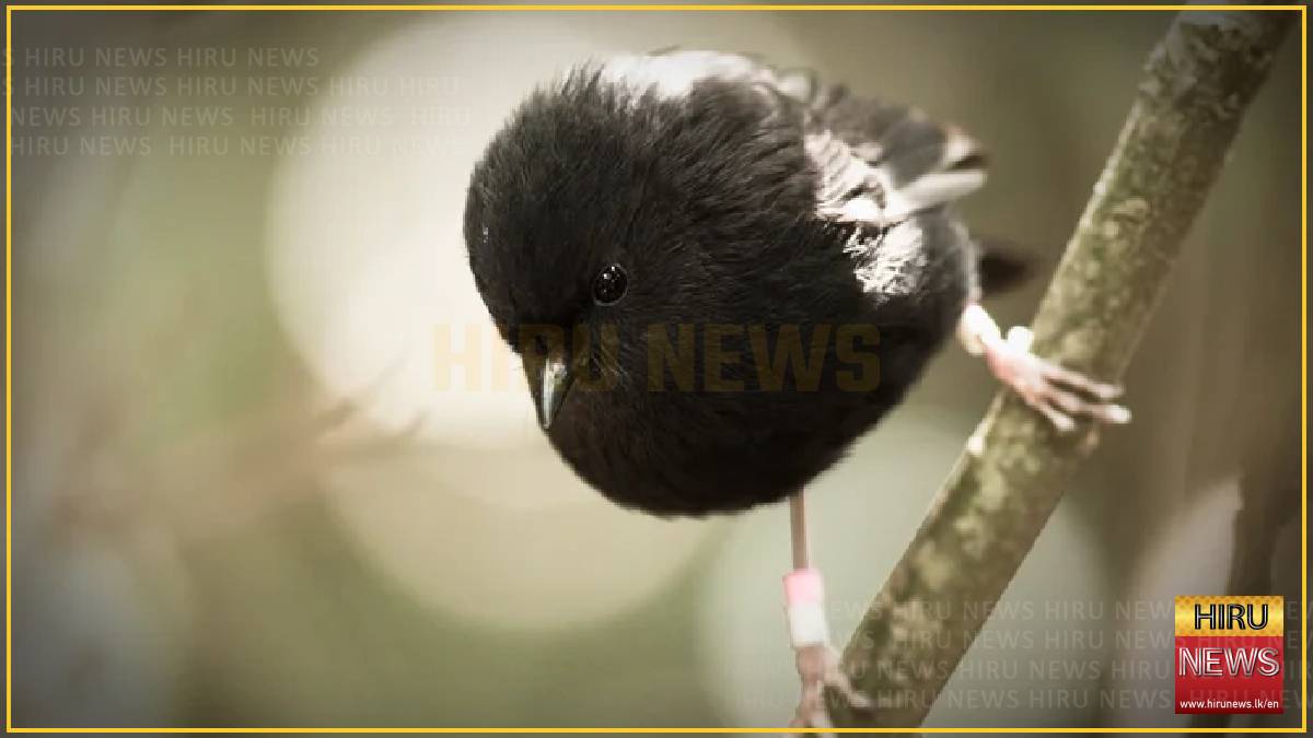 The black robin, once down to just a single breeding pair, wins NZ bird of the year