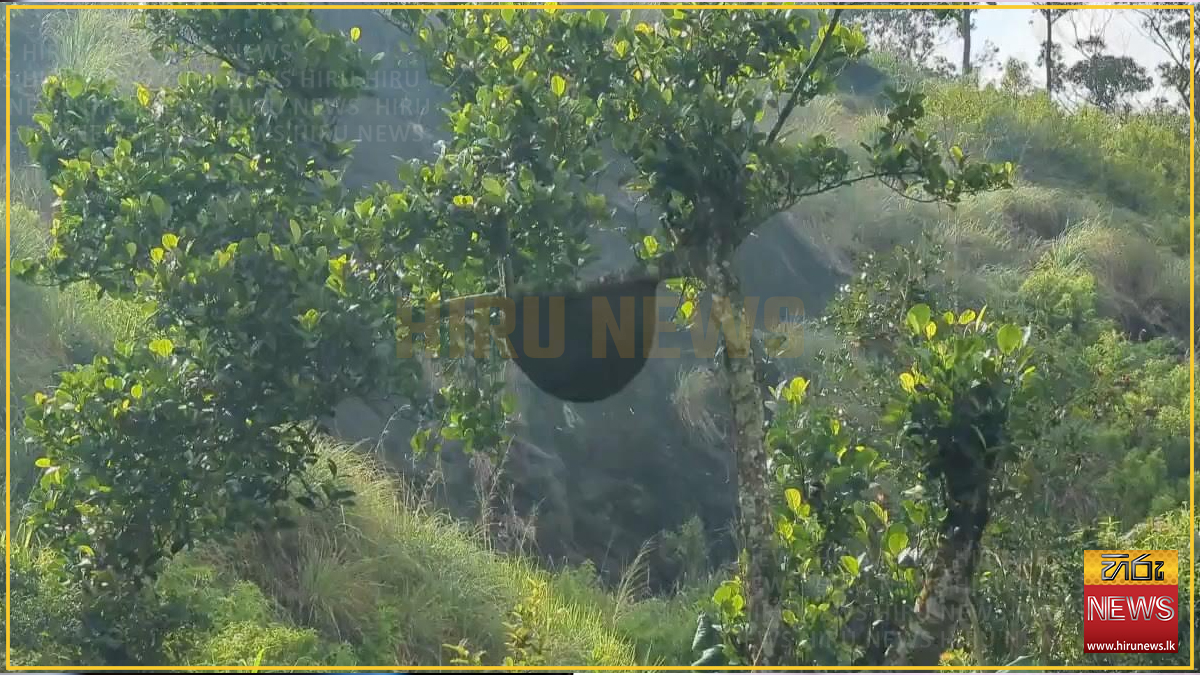 වතුකම්කරුවන් තිදෙනෙකුට බඹර ප්‍රහාරයක්