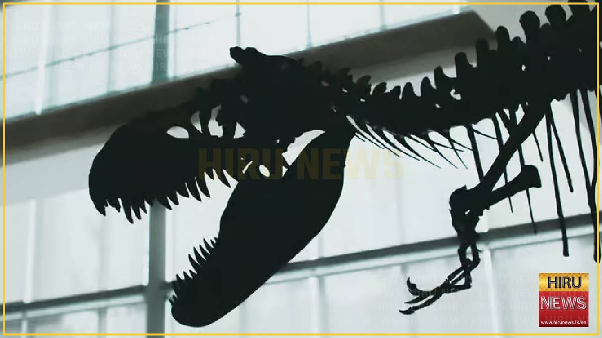 New+tyrannosaur+species+identified+by+palaeontologists+in+Canada