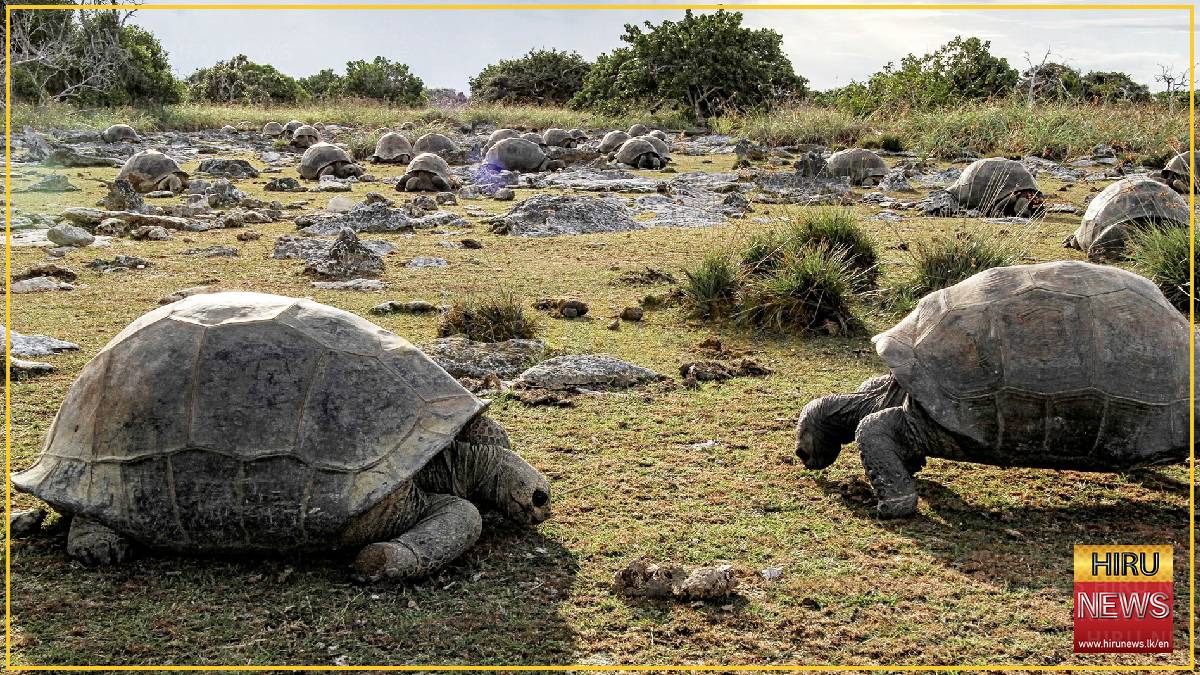 Massive giant tortoise population discovered in Seychelles