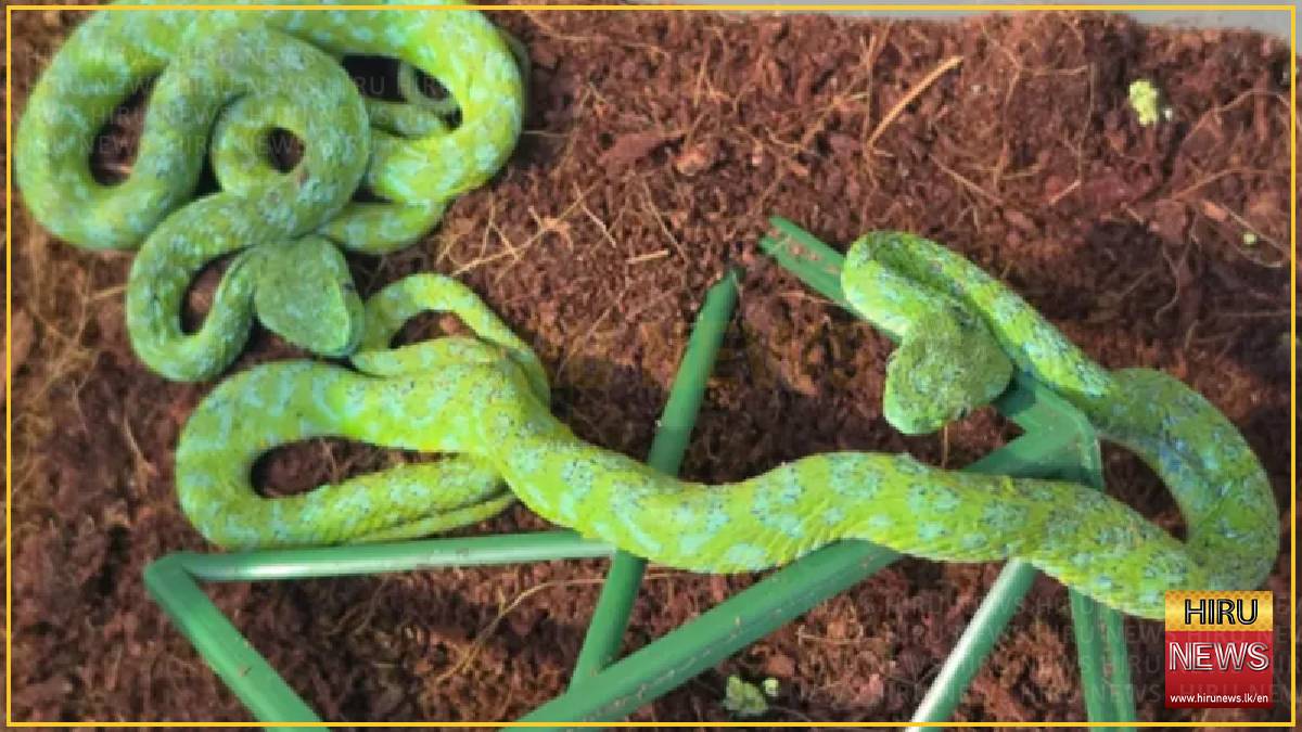 More than 90 reptiles found hidden in suitcase at German airport