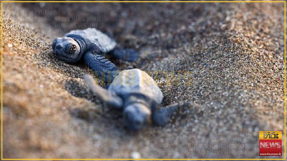 Turtles offer early warning from a warming Mediterranean